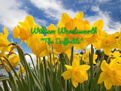 Постер книги The Daffodils (Жёлтые нарциссы)