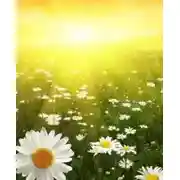 Постер книги Духовные послания людям