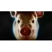 Постер книги Покорми свинью