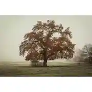 Постер книги Храбрый Хрюндель
