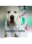 moriakoff - Quantum satis