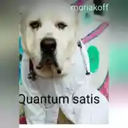 Постер книги Quantum satis