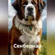 Постер книги Сенбернар