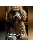 Петр Сойфер - Запах дома