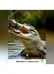 КОТАБО - Крокодил и старые часы