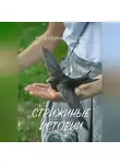 Валентина Рысева - Стрижиные истории