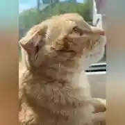 Постер книги Кот по кличке Лис