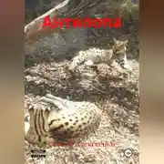 Постер книги АНТИЛОПА
