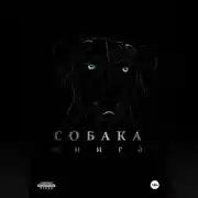 Постер книги Собака
