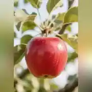 Постер книги Яблоко прощения