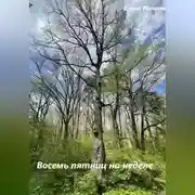Постер книги Восемь пятниц на неделе