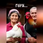 Постер книги Гога...