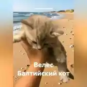 Постер книги Велес Балтийский кот