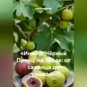 Постер книги «Инжир 'Чёрный Принц' на Урале: от саженца до урожая»