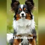 Постер книги Папильон