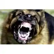 Постер книги Пес