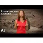 Постер книги Женские секреты приматов
