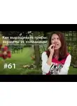 Евгения Тимонова - Как выращивать грибы: термиты vs голландцы