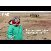 Постер книги Летающие лошади Пржевальского