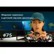 Постер книги Морские черепахи: в детский сад или сдохнешь!