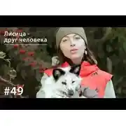 Постер книги Лисица - друг человека