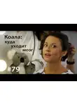 Евгения Тимонова - Коала: куда уходит мозг