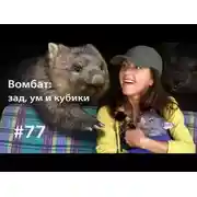 Постер книги Вомбат: ум, зад и кубики