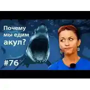 Постер книги Почему мы едим акул?
