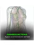 Георгий Сытин - Лимфосистема