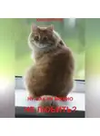 Юрий Шорохов - Ну, как их можно не любить?