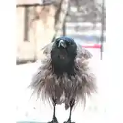 Постер книги Что-то стало холодать...