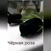 Постер книги Чёрная роза