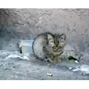 Постер книги История одного Носочка