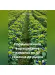 Война Владимир - Промышленное выращивание жимолости: от саженца до рынка