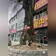 Постер книги ПРОКЛЯТИЕ КИТАЙСКОЙ МАТЕРИ