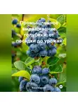 Война Владимир - «Промышленное выращивание голубики: от посадки до урожая»