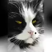 Постер книги Похождения кота Тишки