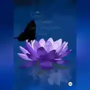 Постер книги Лотос цветёт под покровом ночи