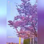 Постер книги Нацукаши