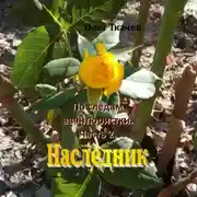 Постер книги По следам авантюристки. Часть 2. Наследник