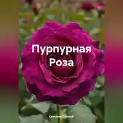 Постер книги Пурпурная Роза
