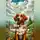 Вадим Савенков - Все псы попадают в Рай?