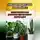 Андрей Попов - Энергия цветов работает: какие комнатные растения притягивают удачу в дом