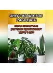 Андрей Попов - Энергия цветов работает: какие комнатные растения притягивают удачу в дом