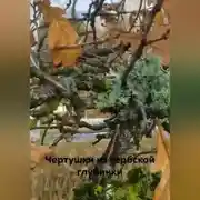 Постер книги Чертушки из сербской глубинки