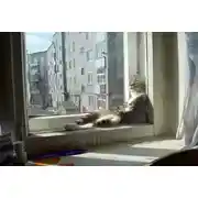 Постер книги Семь снов черного кота. Сон седьмой. Муха