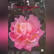 Постер книги Координация действий