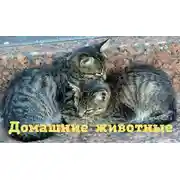 Постер книги Какова кошачья жизнь и животный мир в Англии?