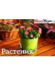 Нелли Лапинус - Как сохранить свежесть срезанных цветов? Секреты стойкости букетов