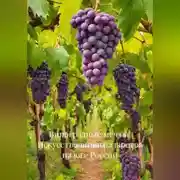 Постер книги «Виноградные мечты: Искусство виноградарства на юге России»